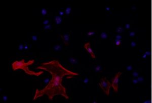 Lees meer over het artikel Engineering Maturity of Human Induced Pluripotent Stem Cell Derived Cardiomyocytes